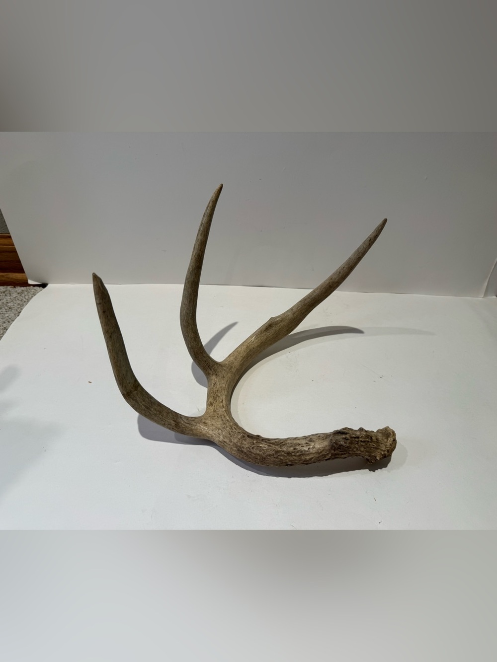 Real Natural Deer Antler Shed | Rustic Cabin & Farmhouse Decor Accent - Picture 2 of 7